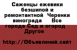 Саженцы ежевики безшипой и ремонтантной. Черенки винограда . - Все города Сад и огород » Другое   